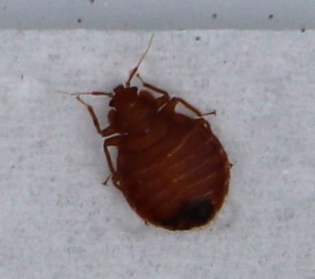 Bed bug (Cimex lectularis)